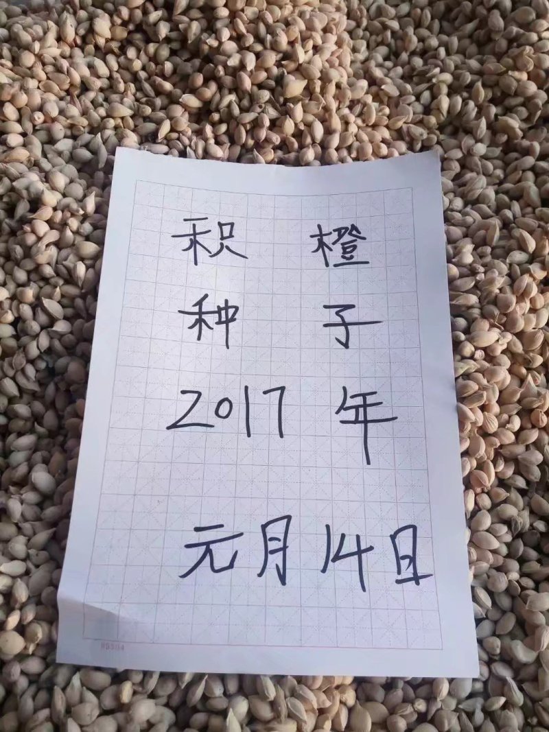常年大量供应。枳橙。香橙。枳壳