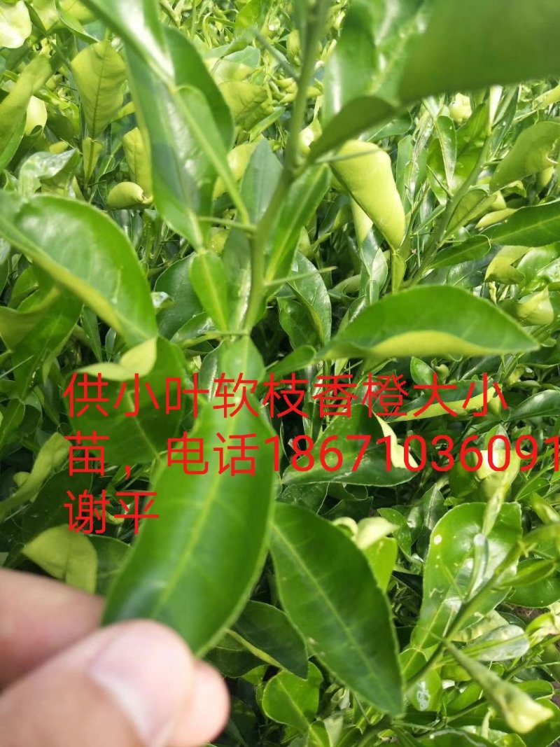 常年大量供应。枳橙。香橙。枳壳