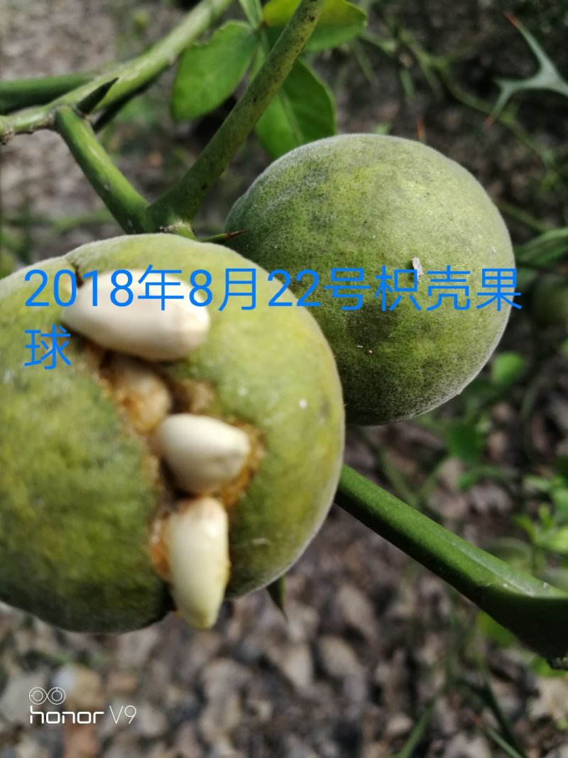 常年大量供应。枳橙。香橙。枳壳
