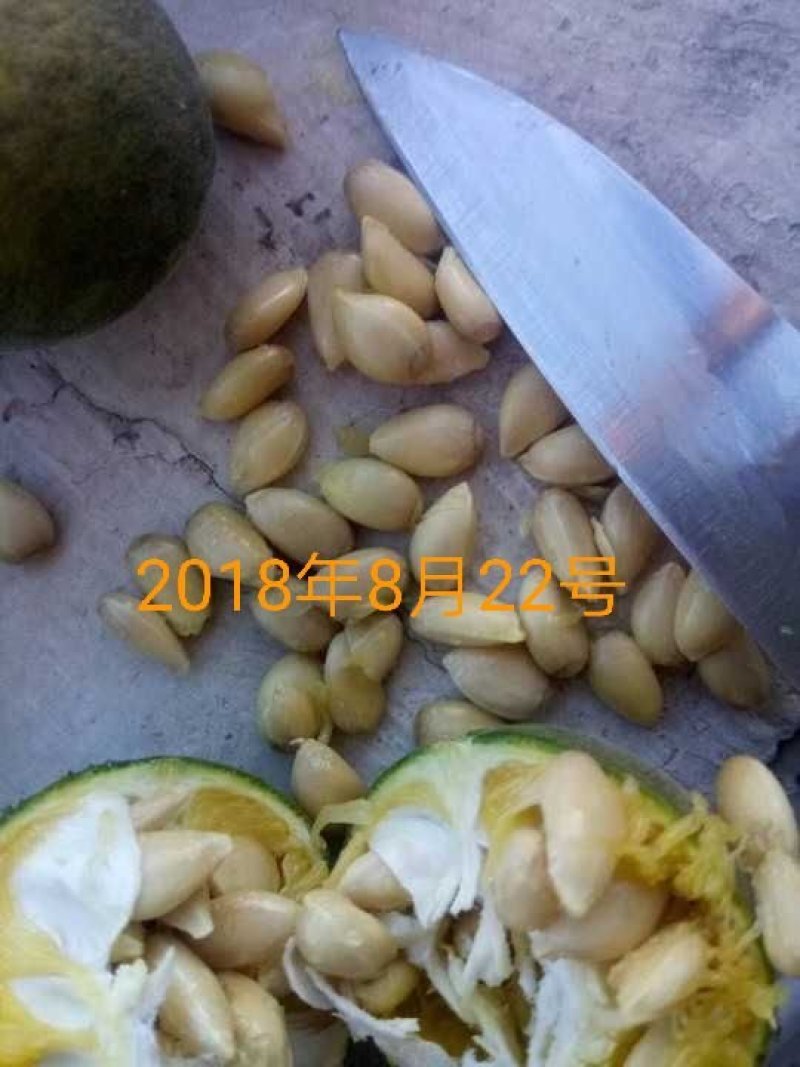 常年大量供应。枳橙。香橙。枳壳