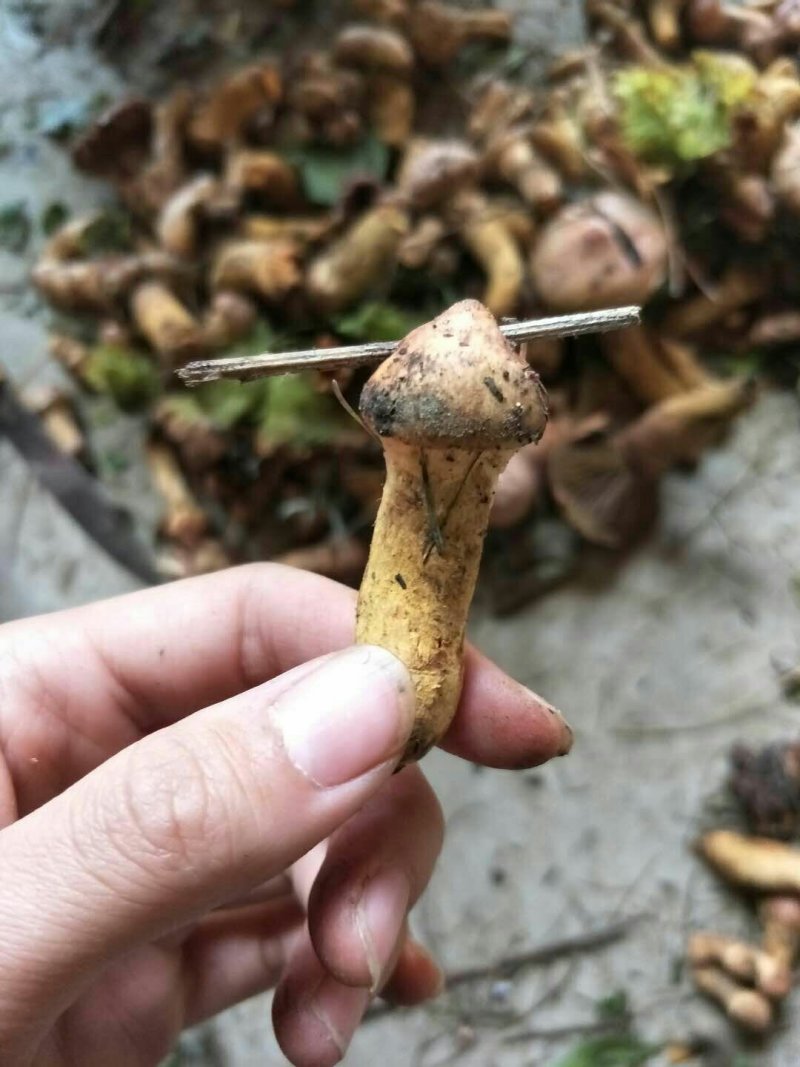 野生松蘑肉蘑