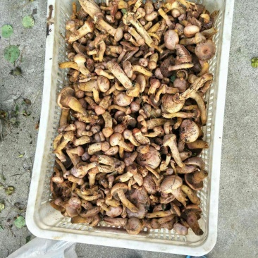 野生松蘑肉蘑