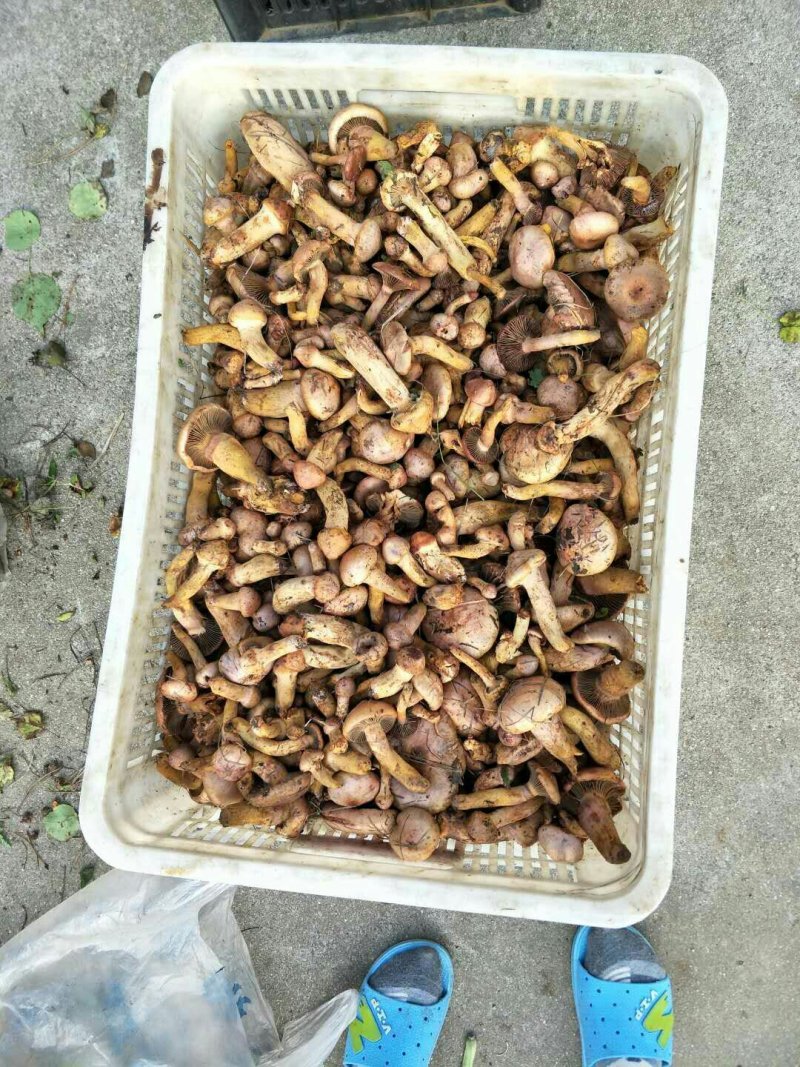 野生松蘑肉蘑