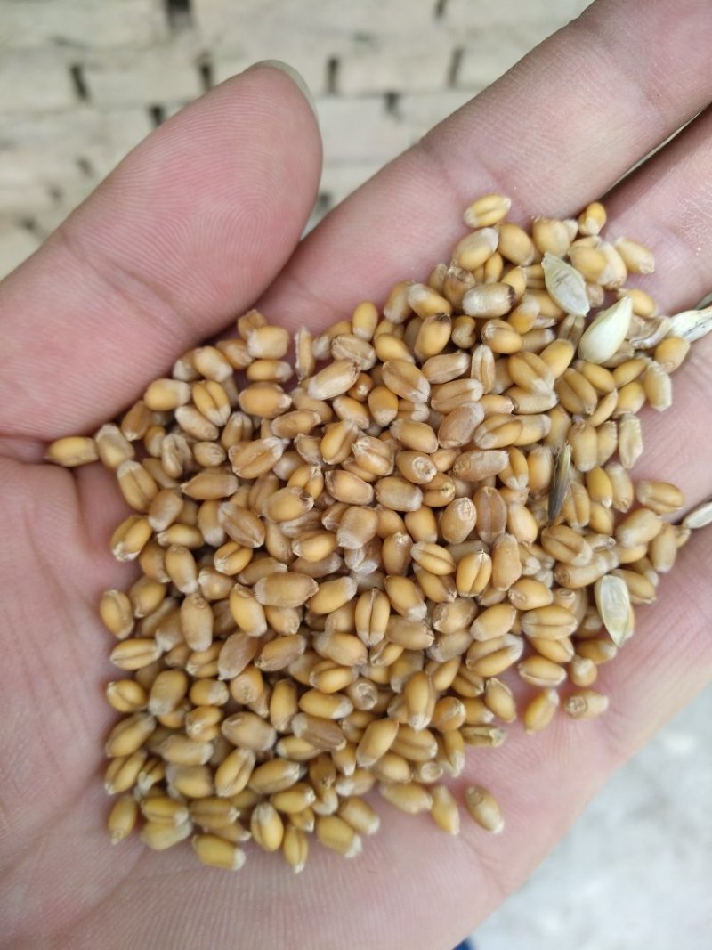 小麦12.5%以下