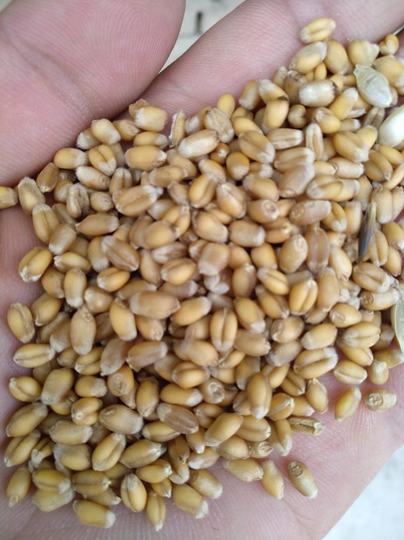 小麦12.5%以下