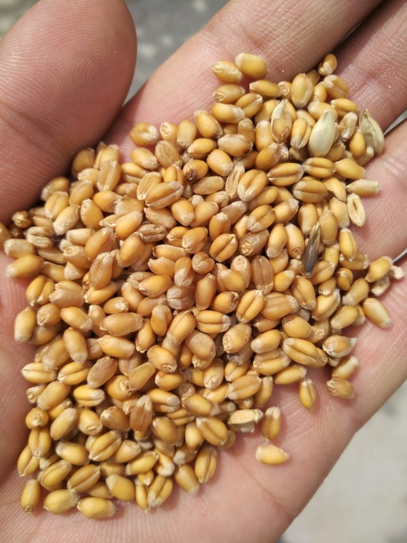 小麦12.5%以下