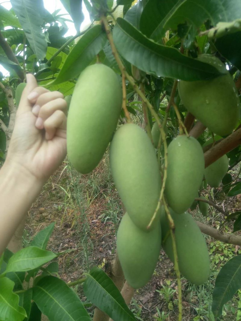 广西田阳四季芒果正在热售