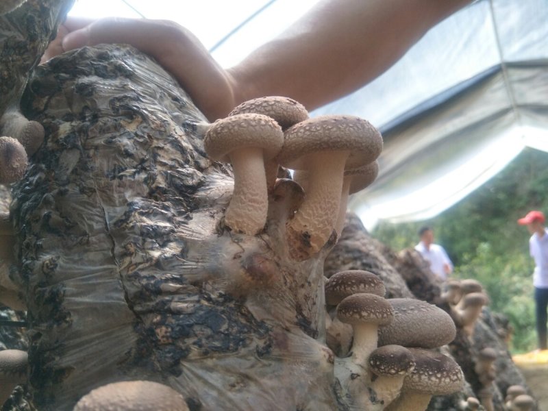 秦岭优质香菇
