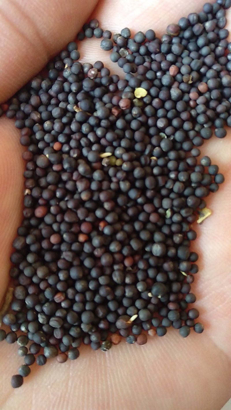 优质油菜籽1级新疆油菜籽大量上市厂家货源