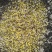 优质油菜籽1级新疆油菜籽大量上市厂家货源