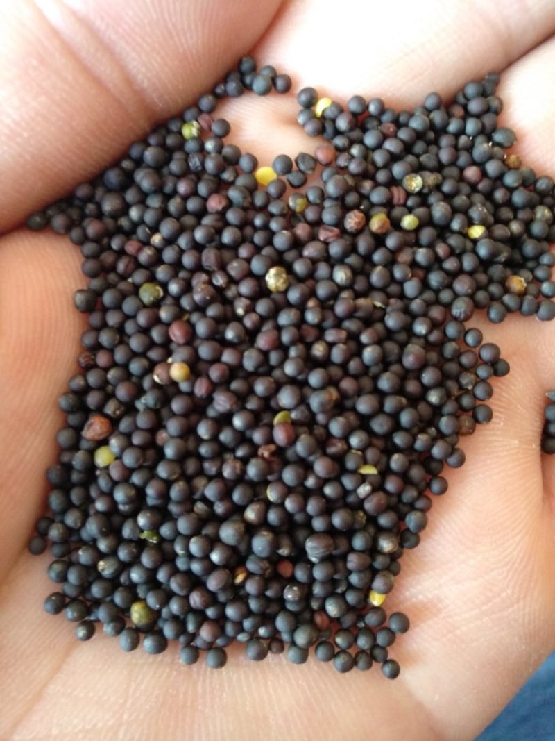 优质油菜籽1级新疆油菜籽大量上市厂家货源