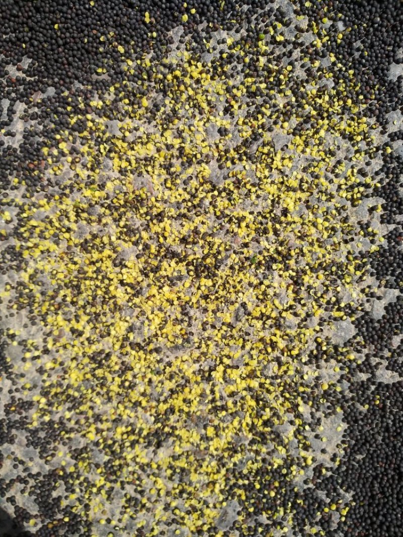 优质油菜籽1级新疆油菜籽大量上市厂家货源
