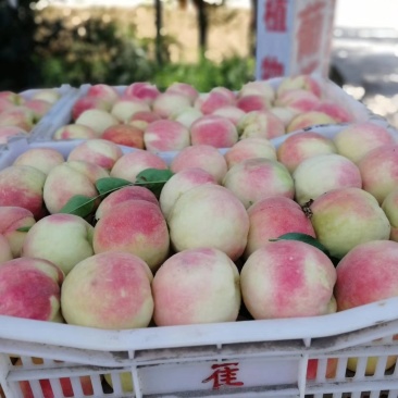 永莲蜜桃永联一号蜜桃