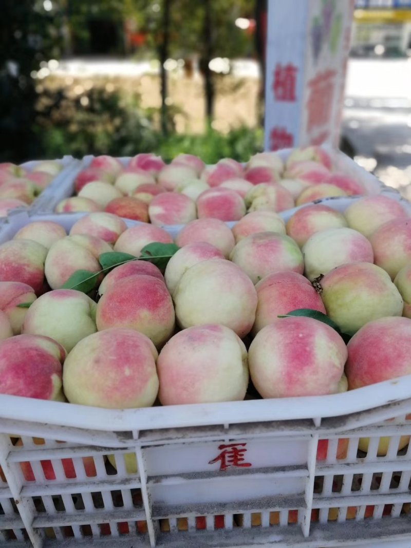 永莲蜜桃永联一号蜜桃