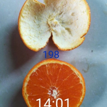 柑桔苗超级品种全冠198综合性状超优品系