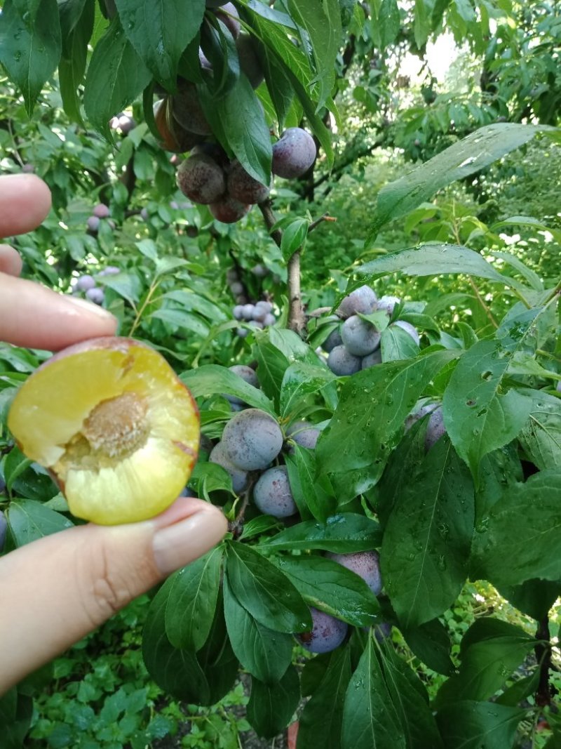 脆红李，红脆李代收，果农直供