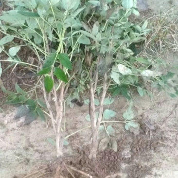 大颗牡丹，杜杆牡丹，牡丹