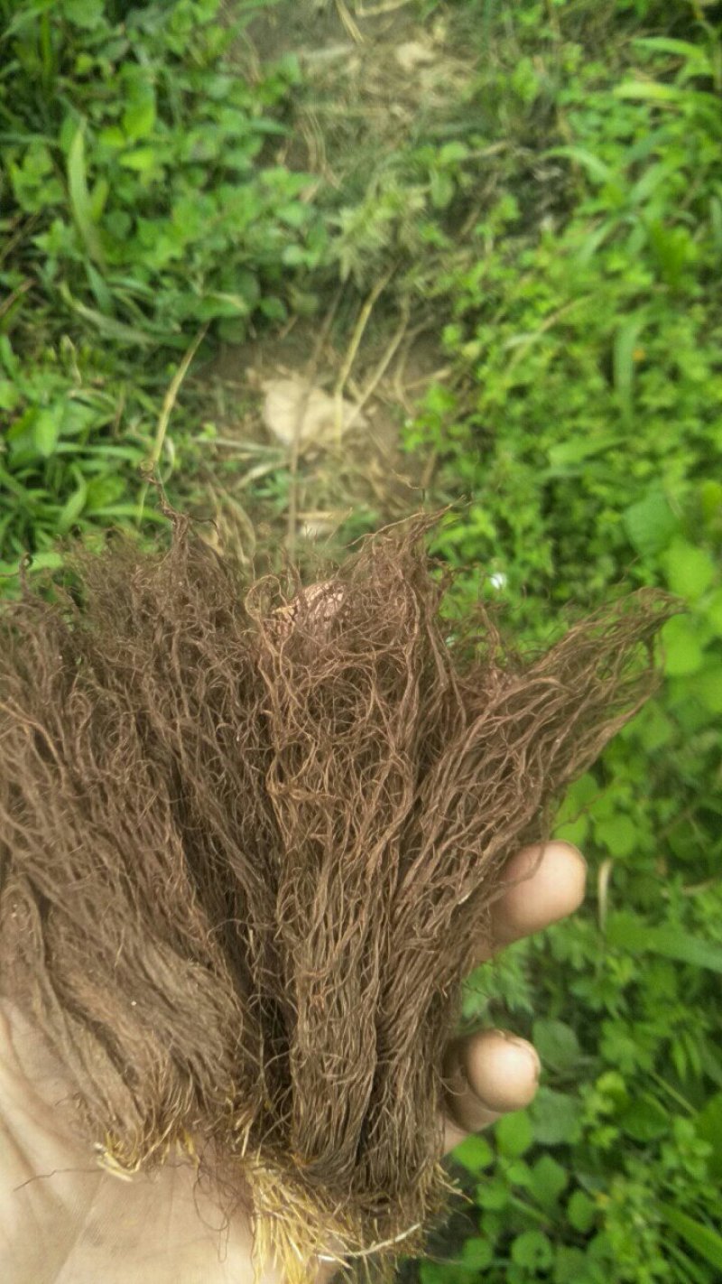 玉米须