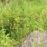 乡间野果(刺梨)