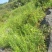 乡间野果(刺梨)