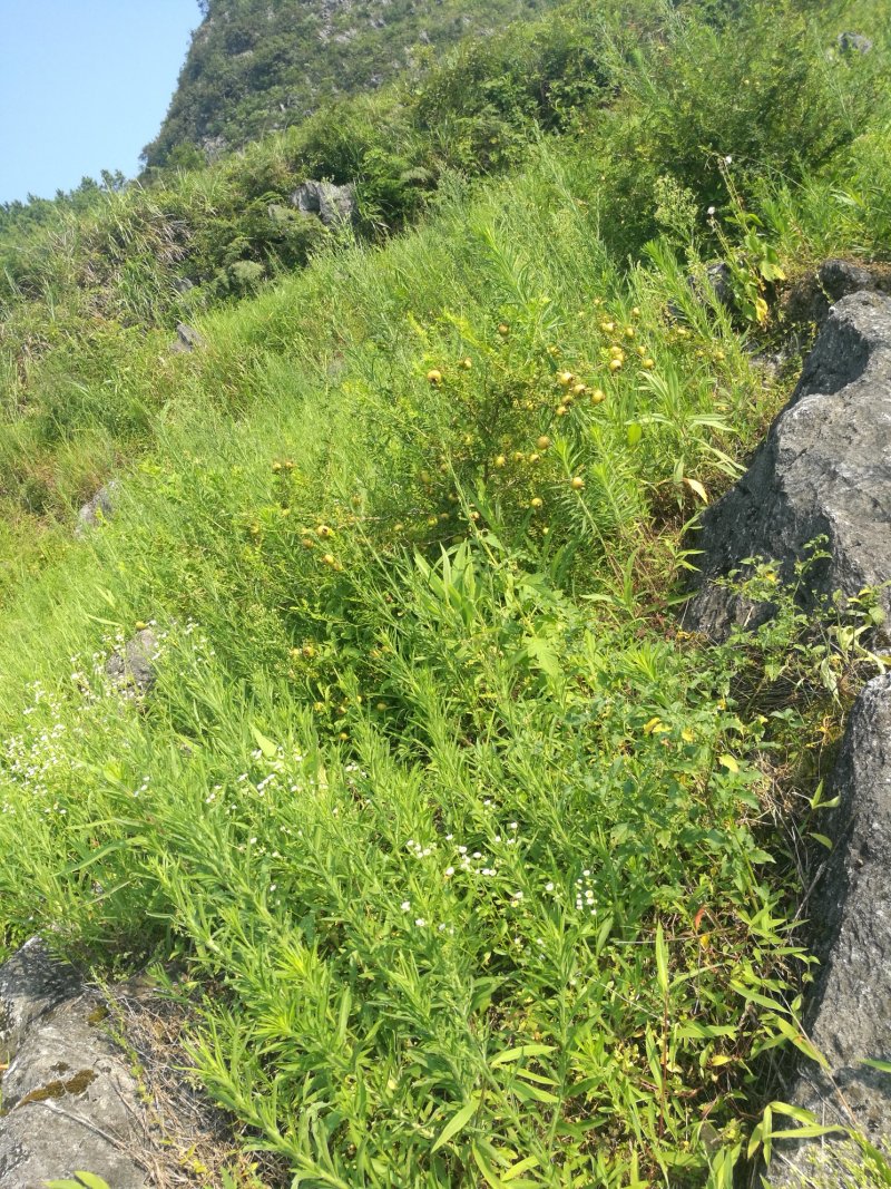 乡间野果(刺梨)