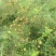 乡间野果(刺梨)