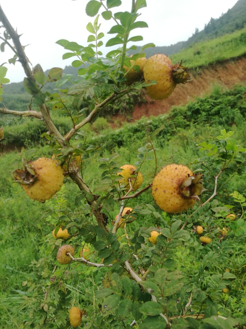 乡间野果(刺梨)
