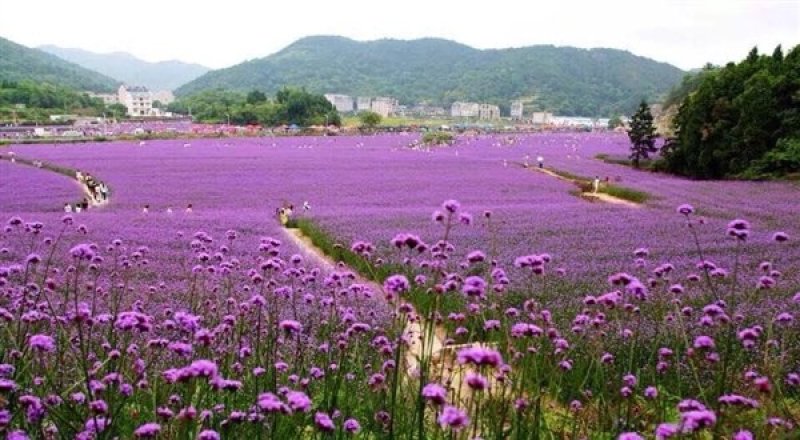 柳叶马鞭草种子热门花海种子简单易种可货到付款