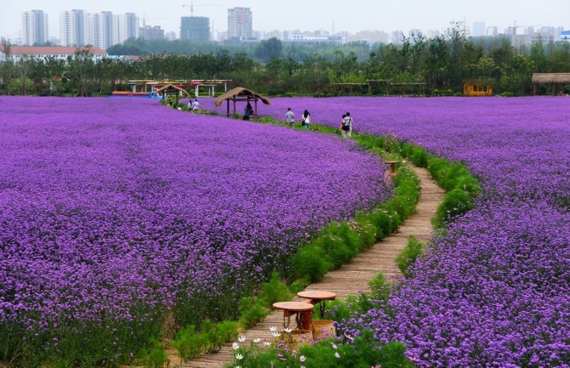 柳叶马鞭草种子热门花海种子简单易种可货到付款