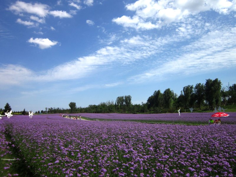 柳叶马鞭草种子热门花海种子简单易种可货到付款