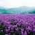 柳叶马鞭草种子热门花海种子简单易种可货到付款
