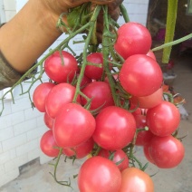 精品西红柿🍅，圣女果，西葫芦，