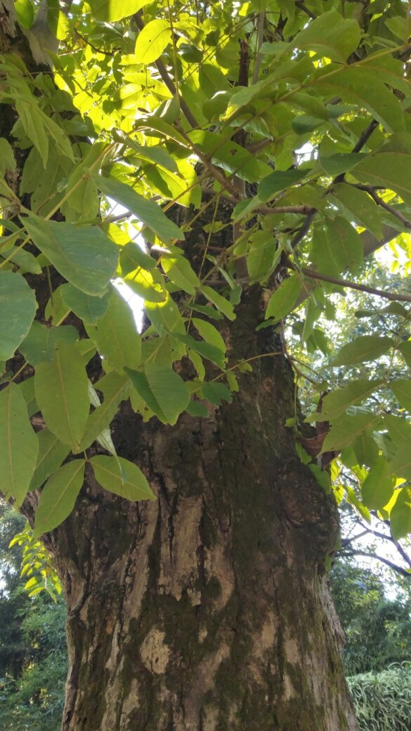 古树核桃