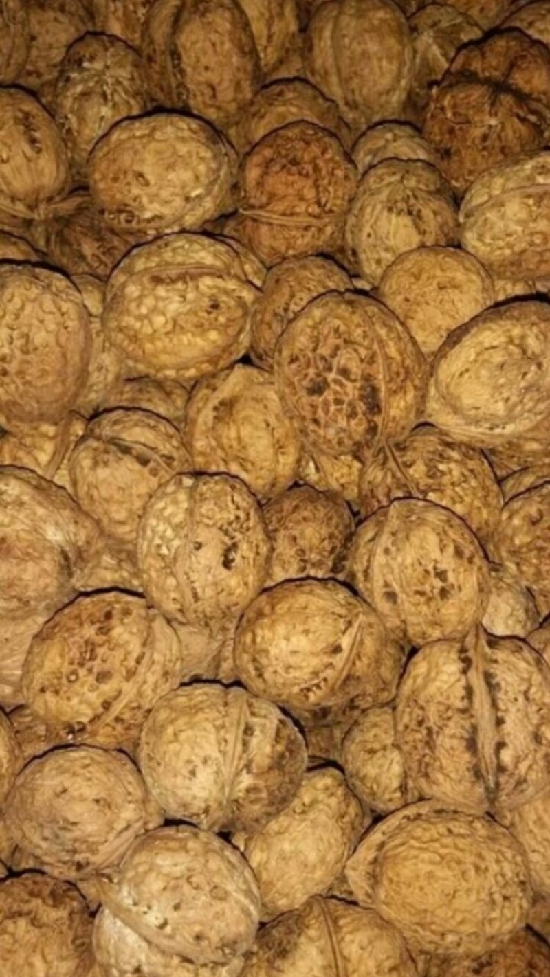 古树核桃