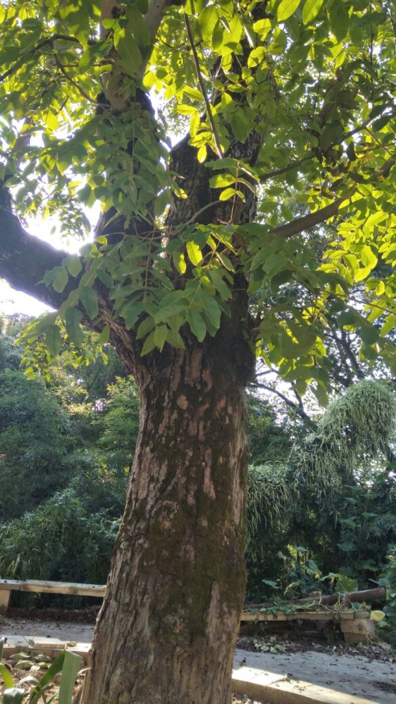 古树核桃