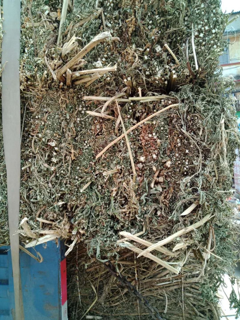 野生家种益母草，个子，颜色好，干度好！