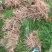 芦笋苗