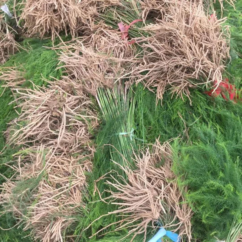 芦笋苗