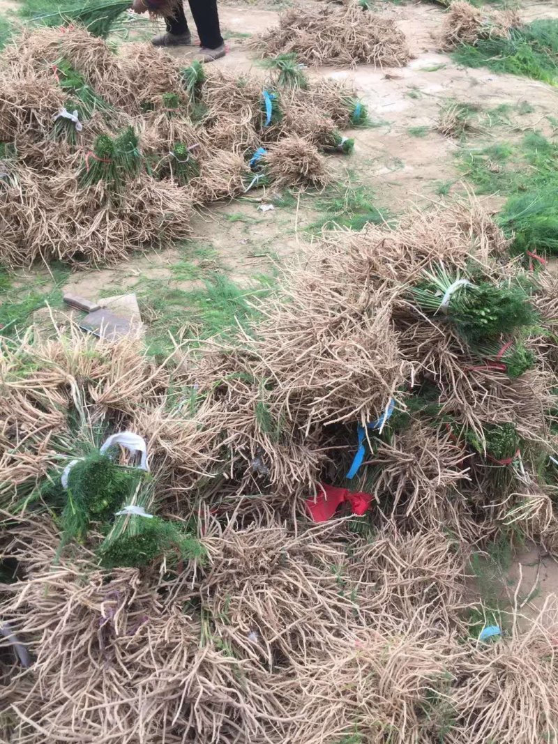 芦笋苗