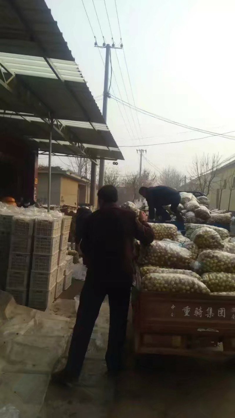 沾化冬枣，皮薄肉厚