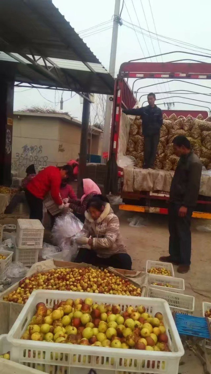 沾化冬枣，皮薄肉厚