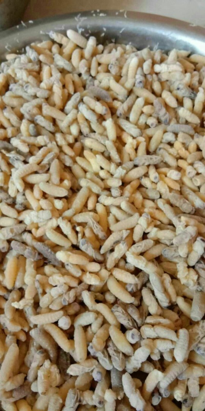 土蜂蛹