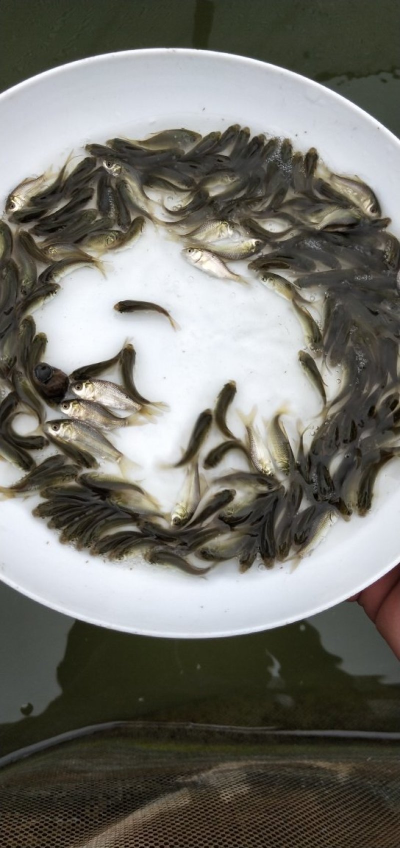 鲫鱼苗中科三号银鲫鱼苗全国包邮发货快递空运