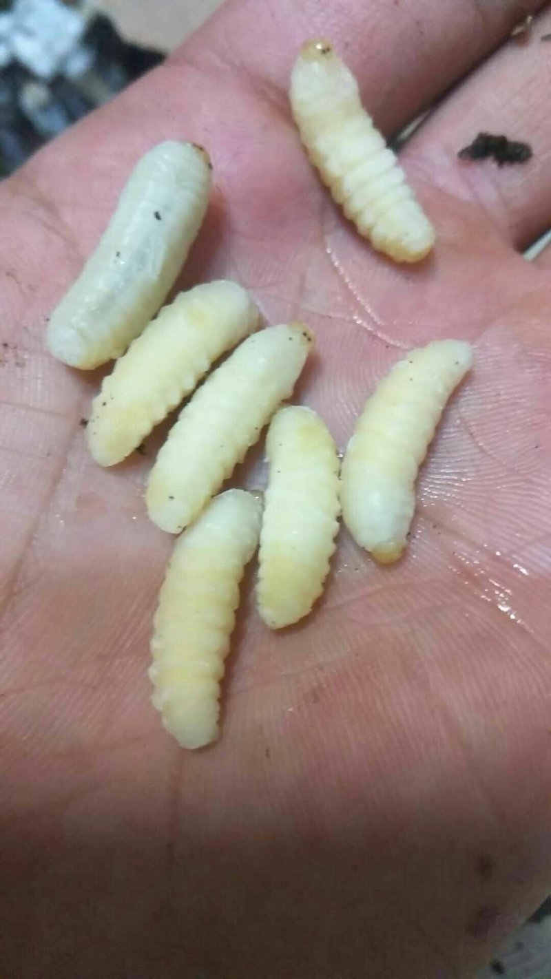 土蜂蛹，一级蜂蛹～活体蜂蛹