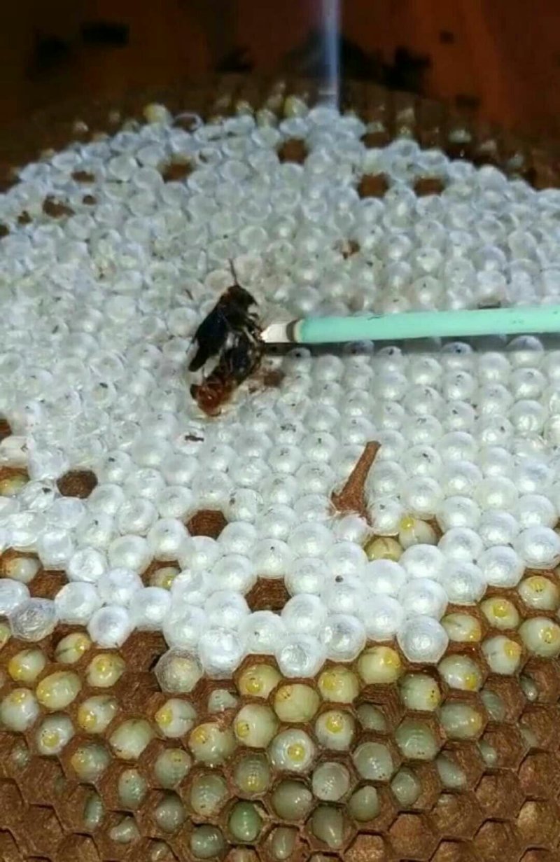土蜂蛹，一级蜂蛹～活体蜂蛹