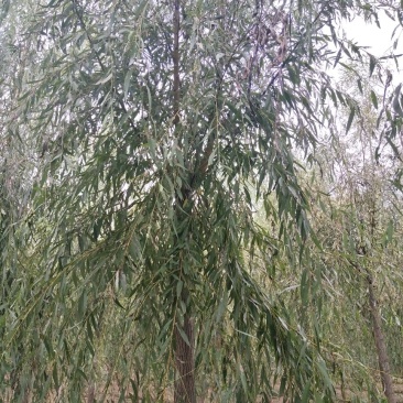 柳树苗河北柳树之乡柳树价格柳树处理柳树基地