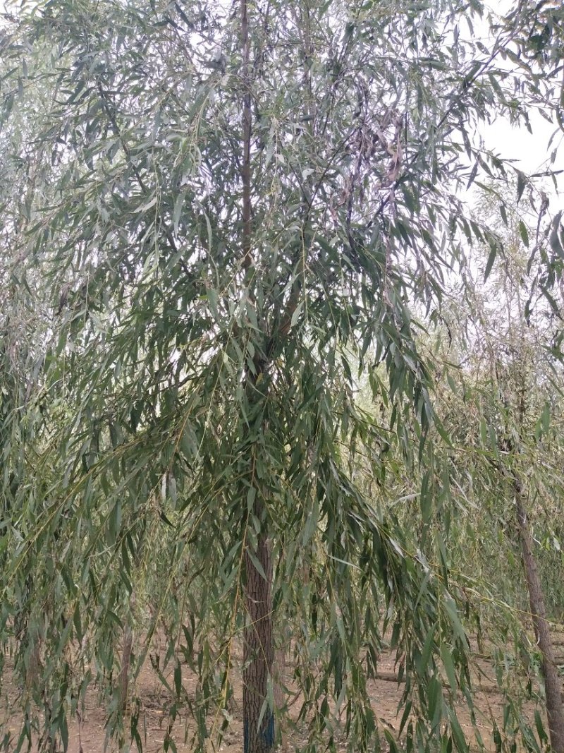 柳树苗河北柳树之乡柳树价格柳树处理柳树基地