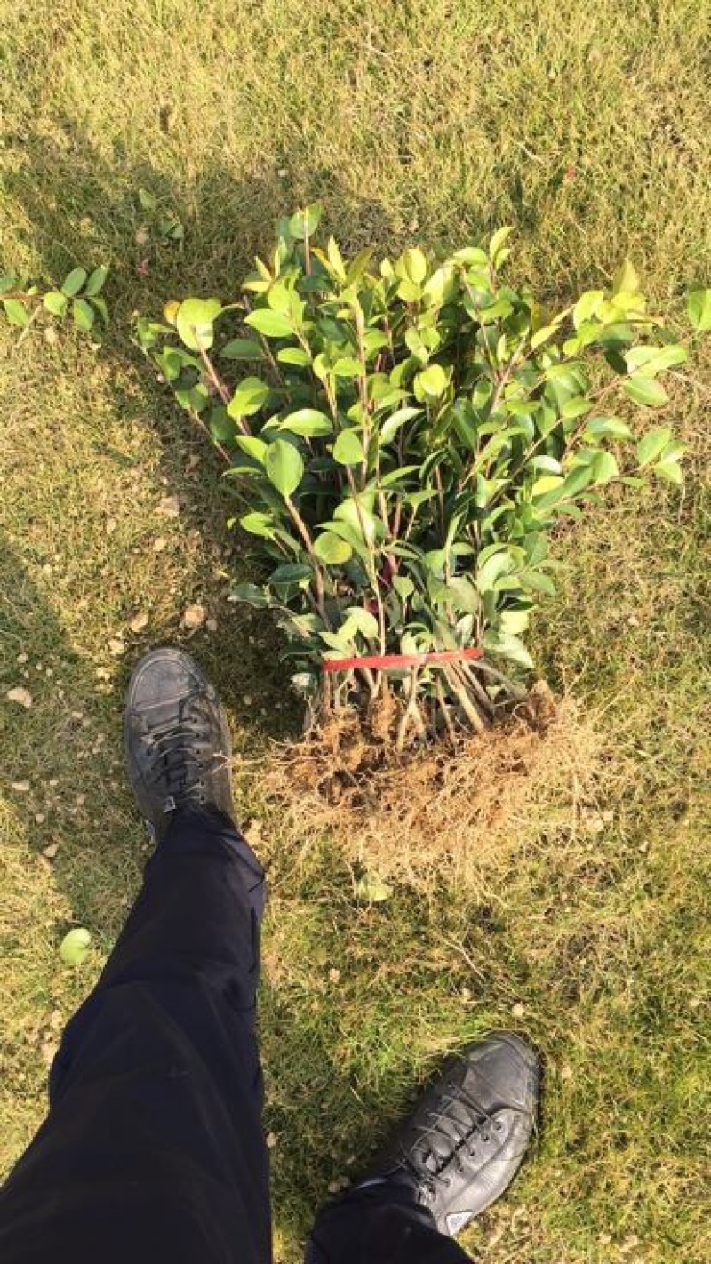 茶梅苗20~30cm