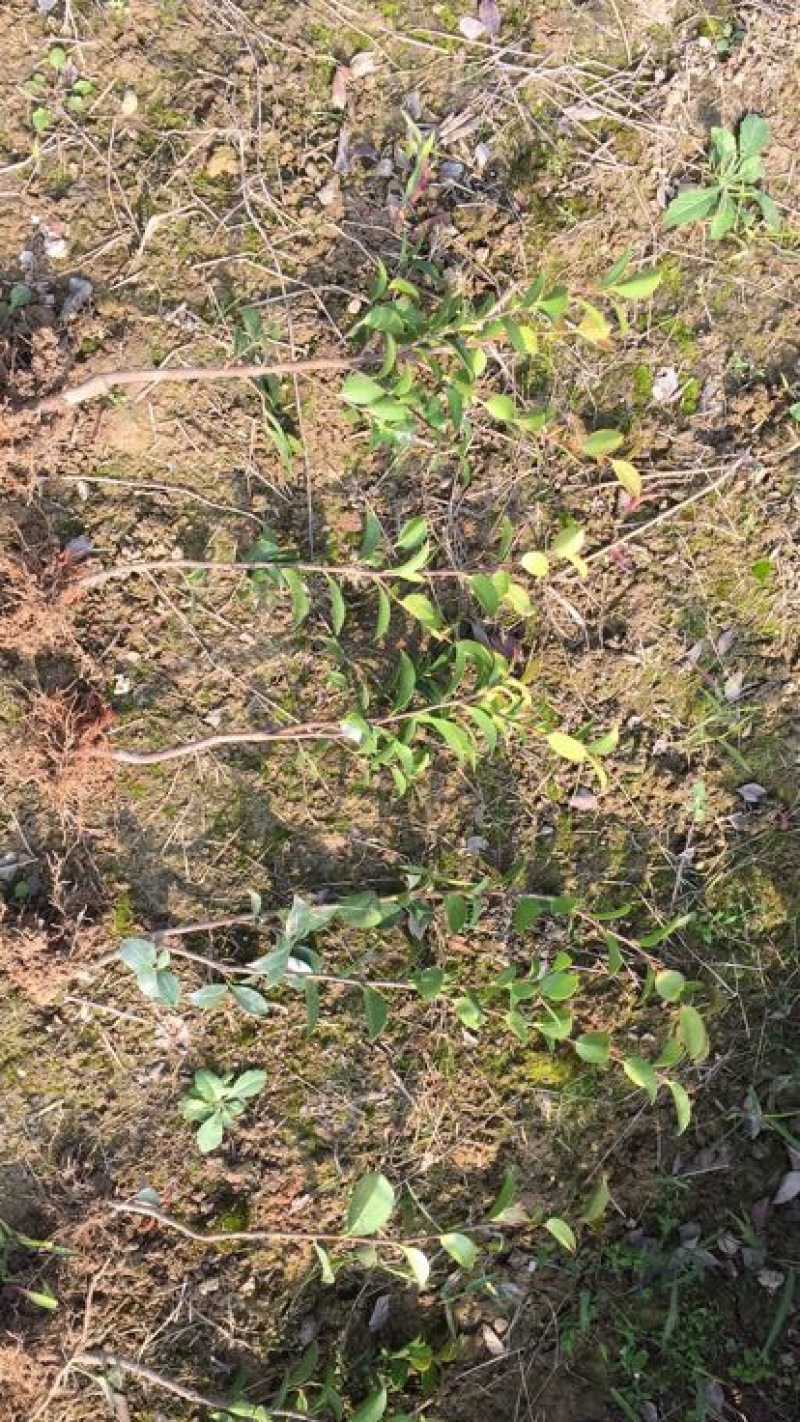 茶梅苗20~30cm