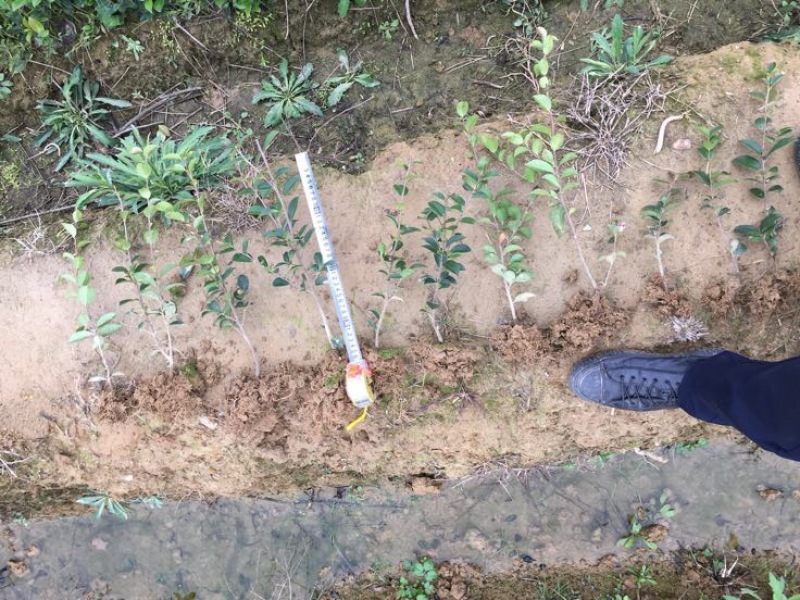 茶梅苗20~30cm